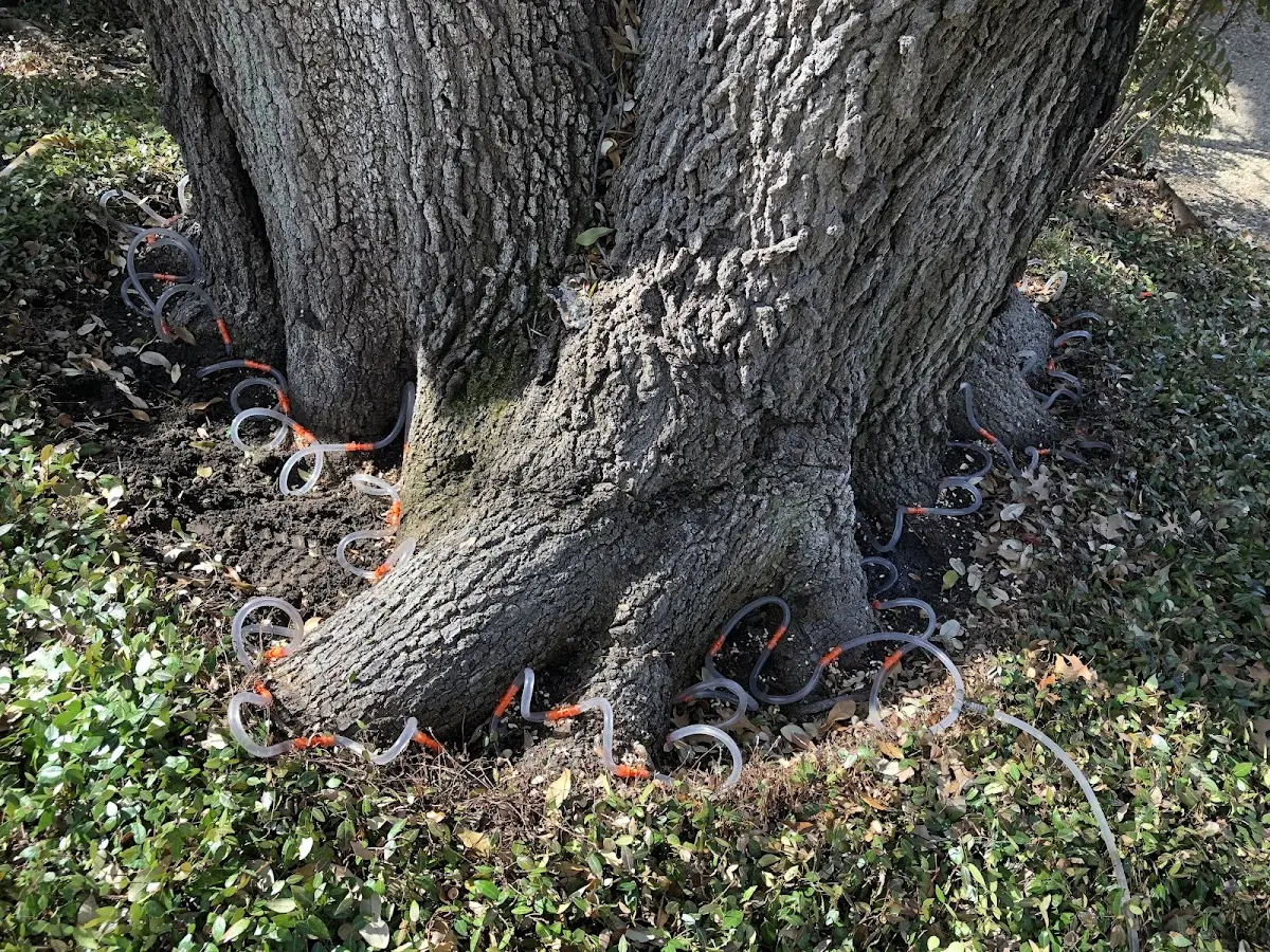 Detailed Tree Cabling and Bracing job site in Scotts Mills